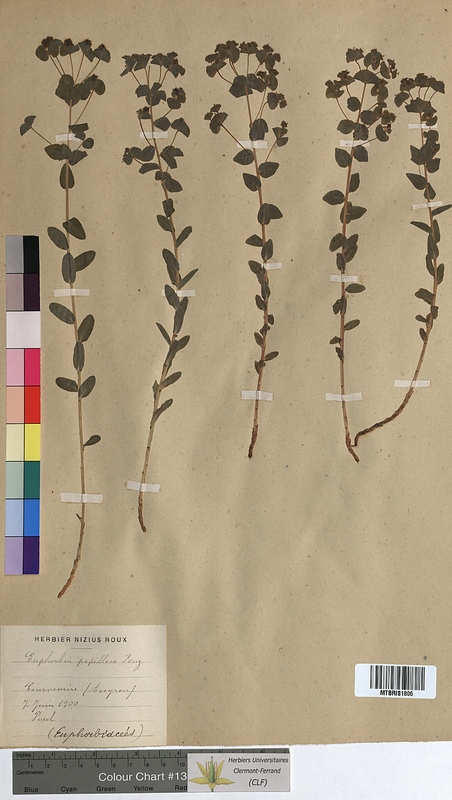 Euphorbia papillosa (Euphorbiaceae)