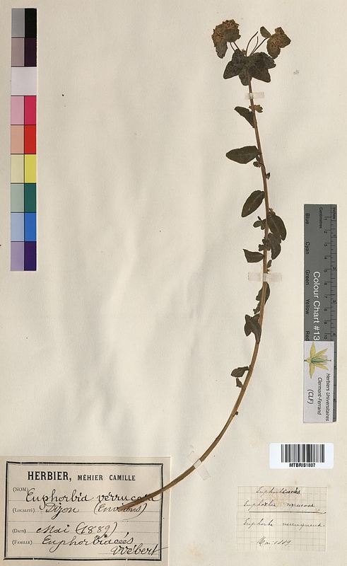 Euphorbia verrucosa (Euphorbiaceae)