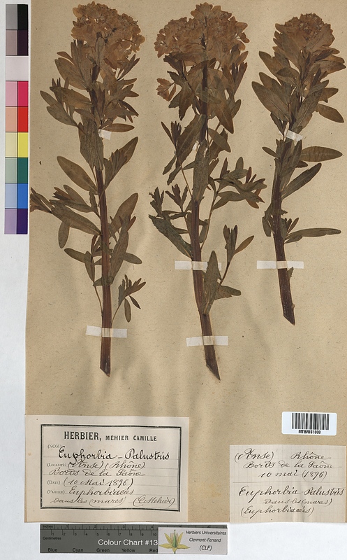 Euphorbia palustris (Euphorbiaceae)