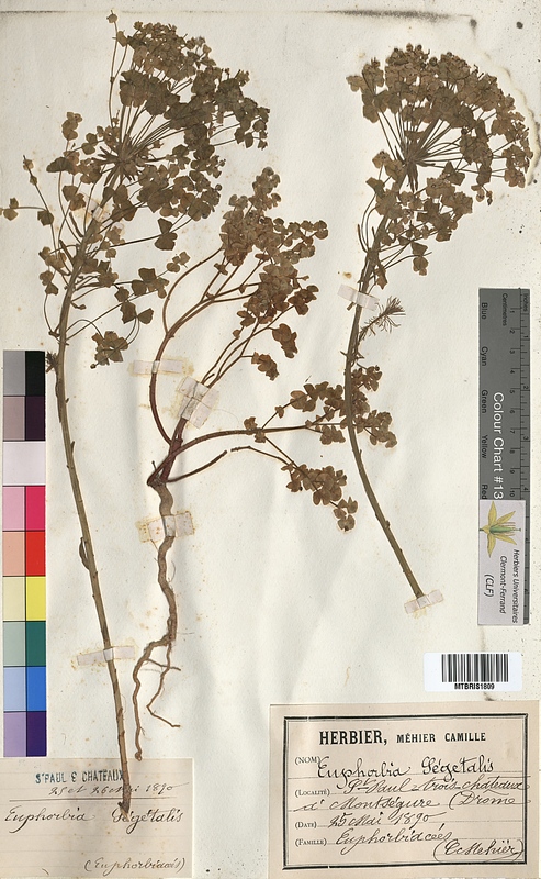 Euphorbia segetalis (Euphorbiaceae)