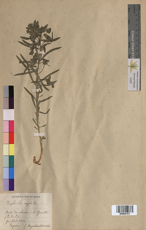 Euphorbia segetalis (Euphorbiaceae)