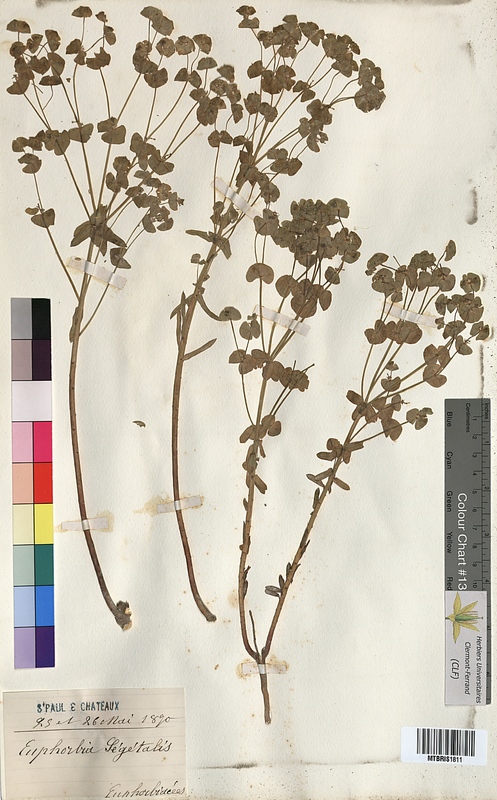 Euphorbia segetalis (Euphorbiaceae)
