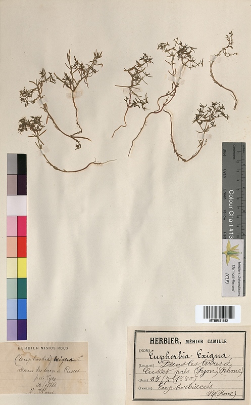 Euphorbia exigua (Euphorbiaceae)