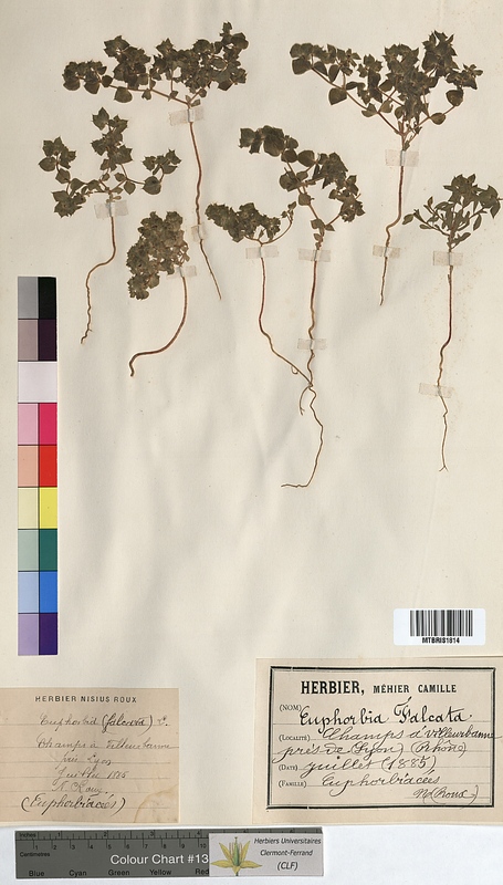 Euphorbia falcata (Euphorbiaceae)