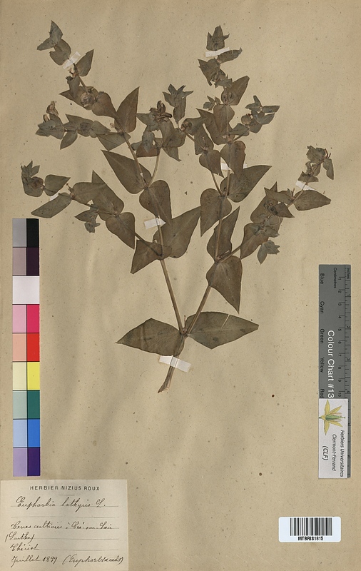 Euphorbia lathyris (Euphorbiaceae)
