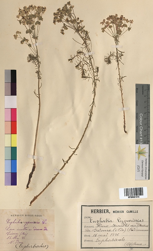 Euphorbia cyparissias (Euphorbiaceae)