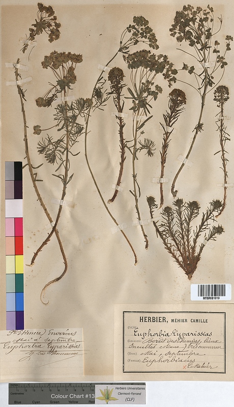 Euphorbia cyparissias (Euphorbiaceae)