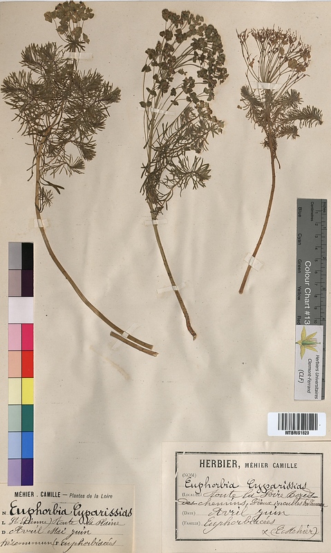 Euphorbia cyparissias (Euphorbiaceae)