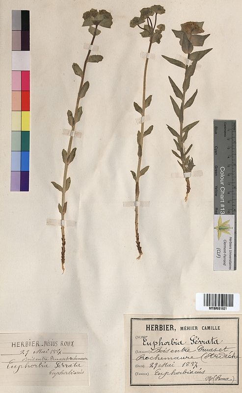 Euphorbia serrata (Euphorbiaceae)
