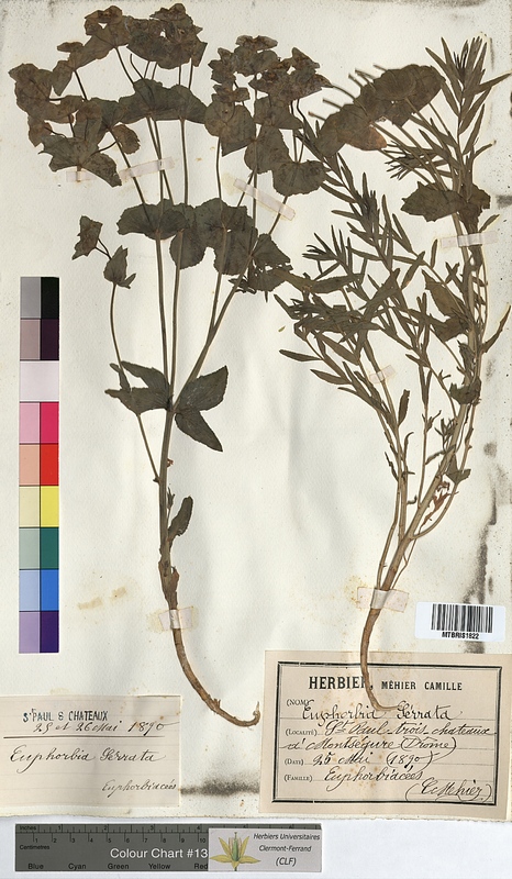 Euphorbia serrata (Euphorbiaceae)