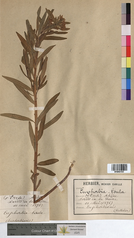 Euphorbia esula (Euphorbiaceae)