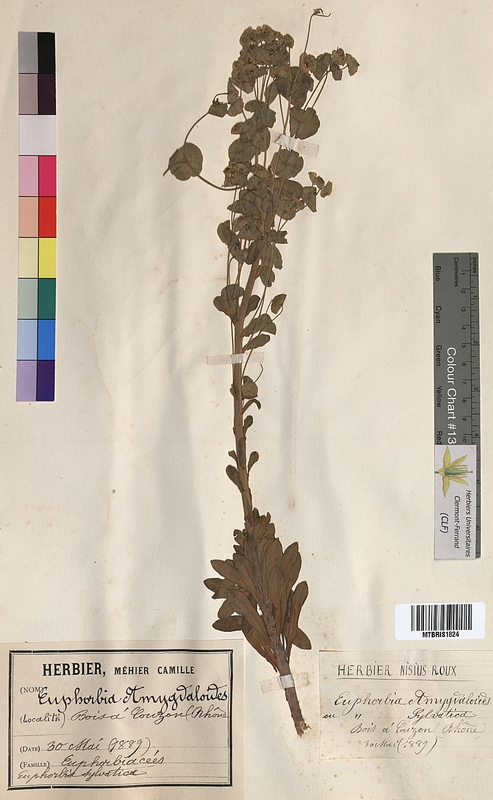 Euphorbia amygdaloides (Euphorbiaceae)