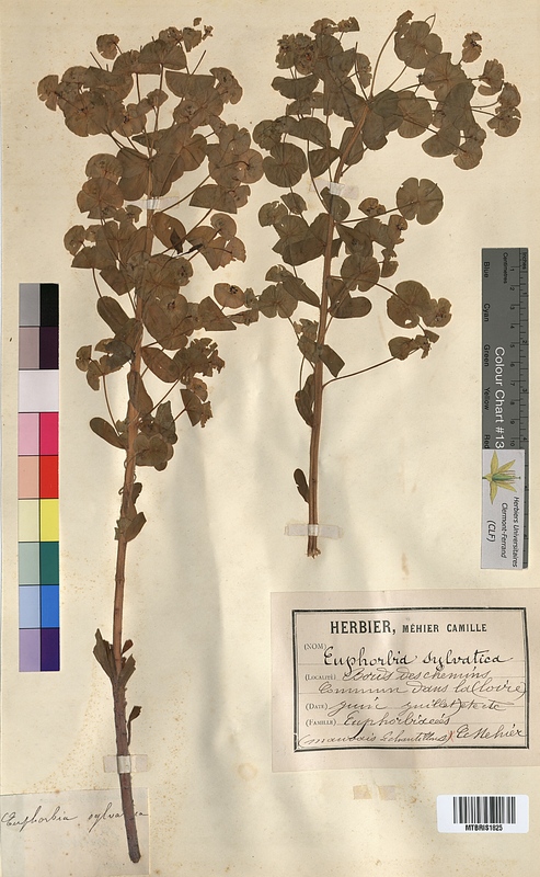 Euphorbia sylvatica (Euphorbiaceae)