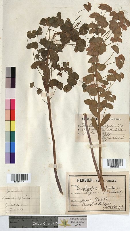 Euphorbia sylvatica (Euphorbiaceae)