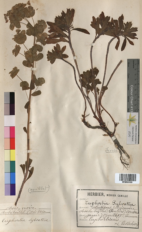 Euphorbia sylvatica (Euphorbiaceae)