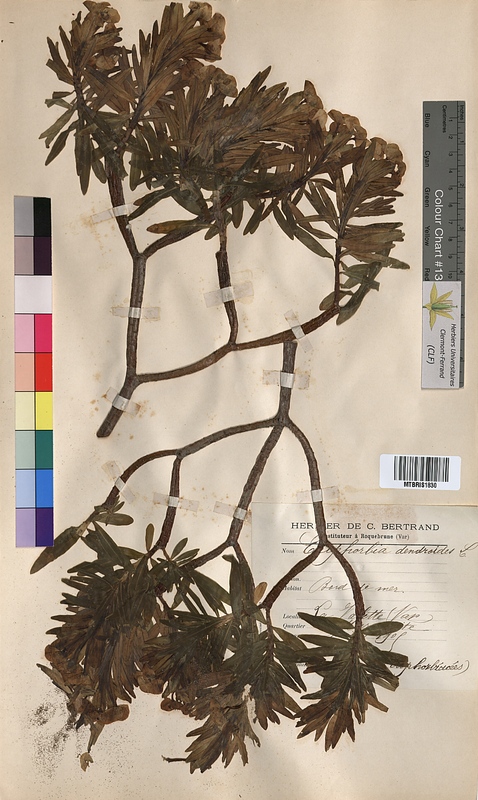 Euphorbia dendroides (Euphorbiaceae)