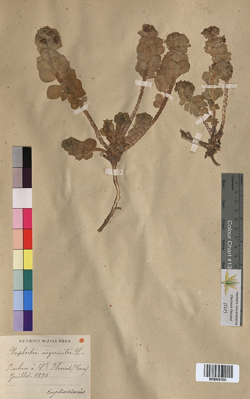 Euphorbia myrsinites (Euphorbiaceae)