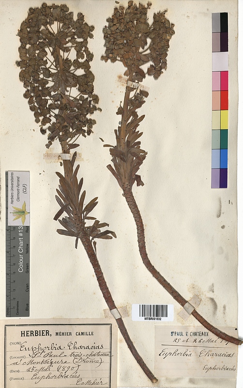 Euphorbia characias (Euphorbiaceae)
