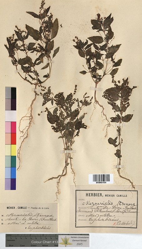 Mercurialis annua (Euphorbiaceae)
