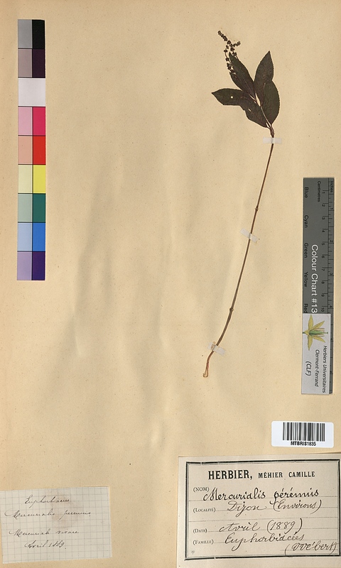 Mercurialis perennis (Euphorbiaceae)