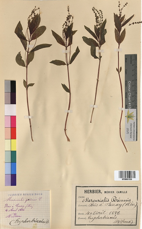 Mercurialis perennis (Euphorbiaceae)