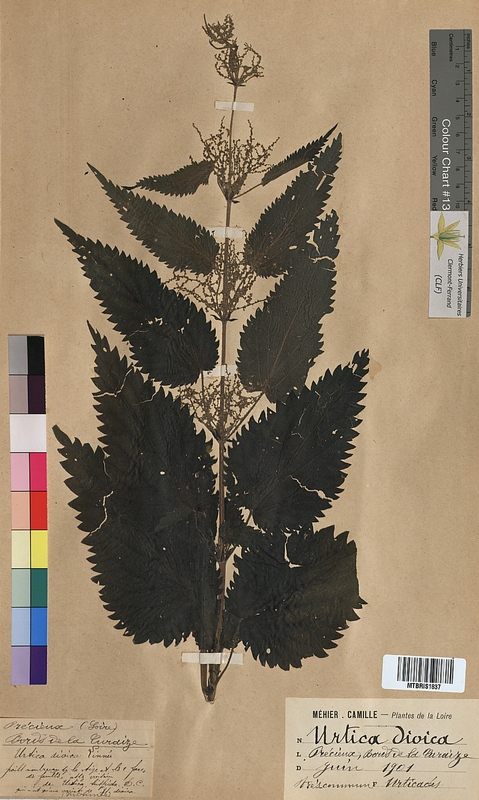 Urtica dioica (Urticaceae)