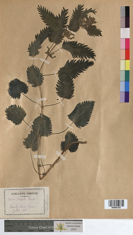 Urtica hispidula (Urticaceae)