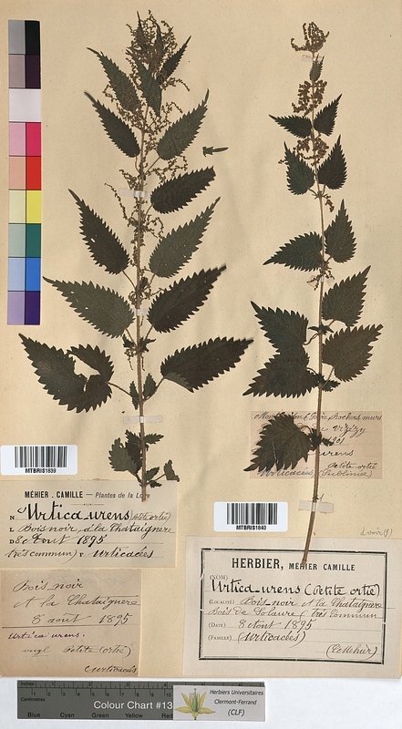 Urtica dioica (Urticaceae)