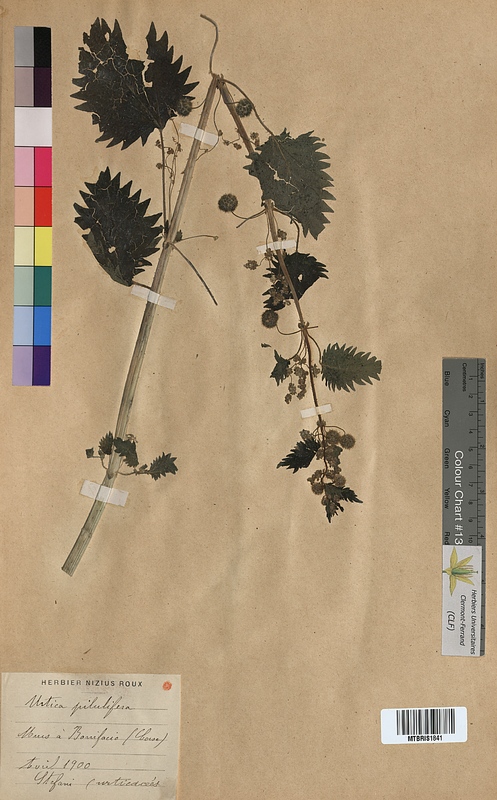 Urtica pilulifera (Urticaceae)