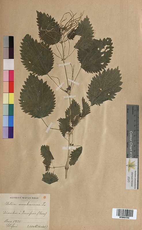 Urtica membranacea (Urticaceae)