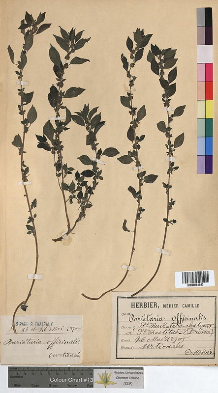 Parietaria officinalis (Urticaceae)