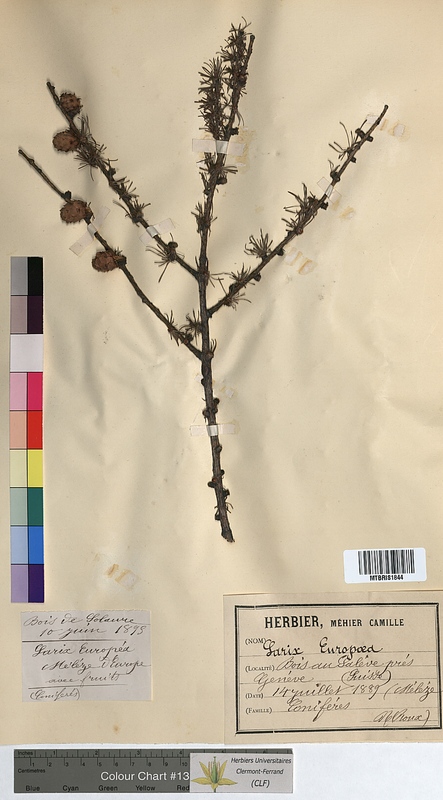Larix decidua (Pinaceae)