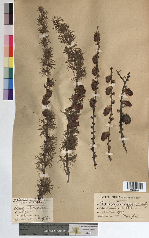 Larix europaea (Pinaceae)