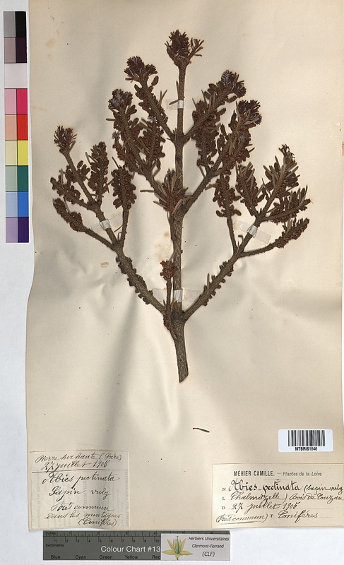 Abies pectinata (Pinaceae)