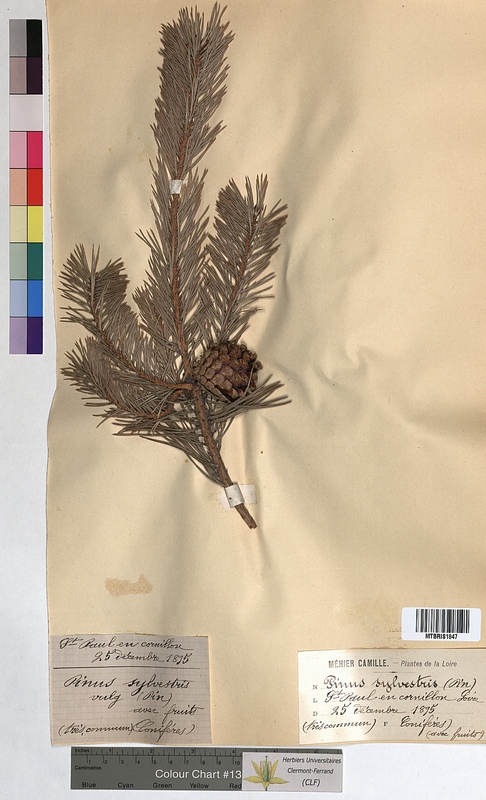 Pinus sylvestris (Pinaceae)