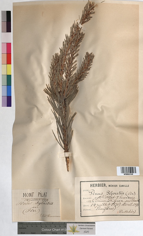 Pinus sylvestris (Pinaceae)