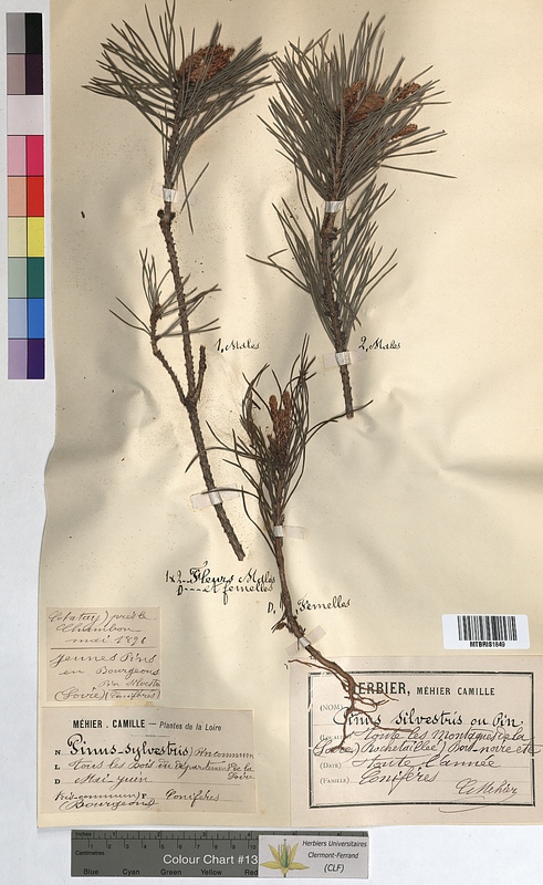Pinus sylvestris (Pinaceae)