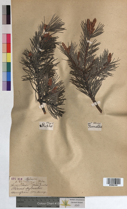 Pinus sylvestris (Pinaceae)