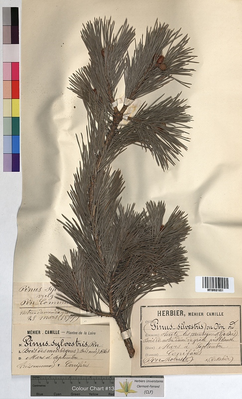 Pinus sylvestris (Pinaceae)
