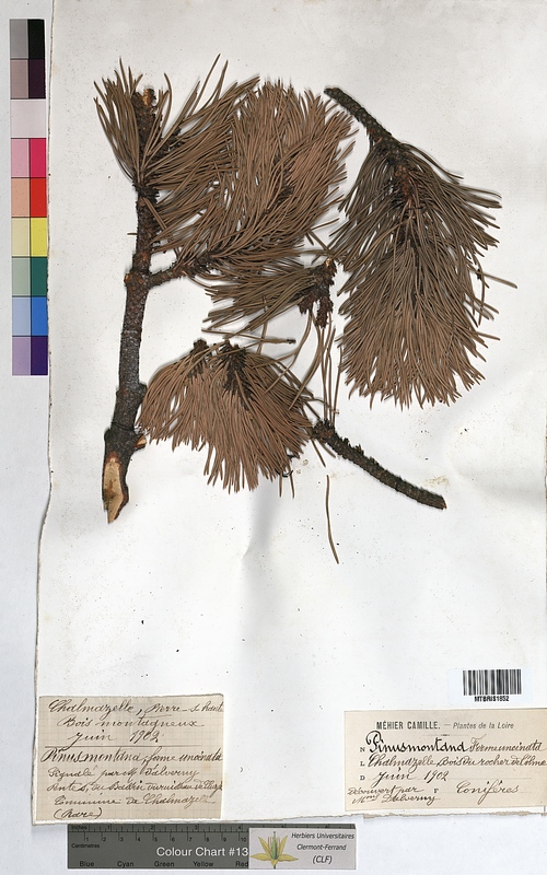Pinus montana (Pinaceae)