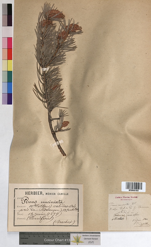 Pinus uncinata (Pinaceae)