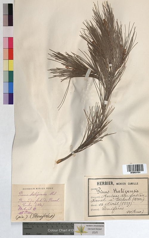 Pinus halepensis (Pinaceae)