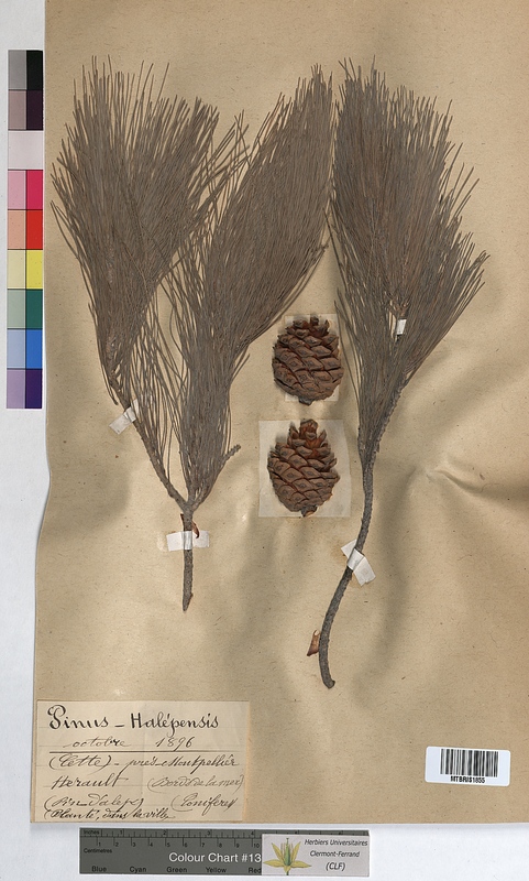 Pinus halepensis (Pinaceae)