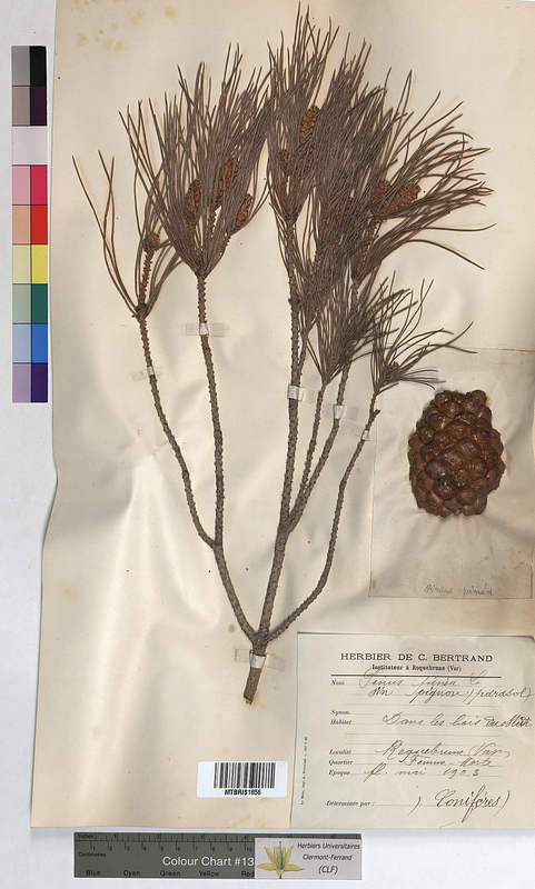 Pinus pinea (Pinaceae)