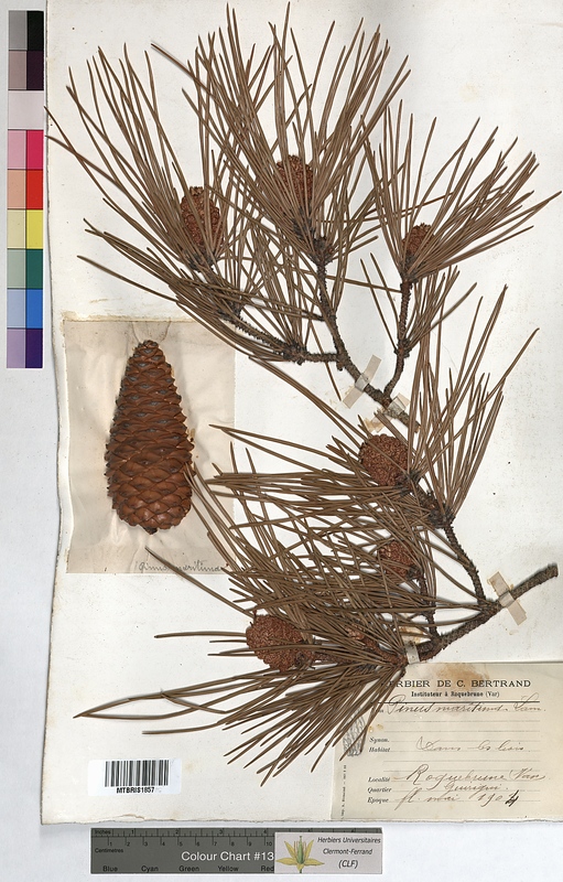 Pinus maritima (Pinaceae)