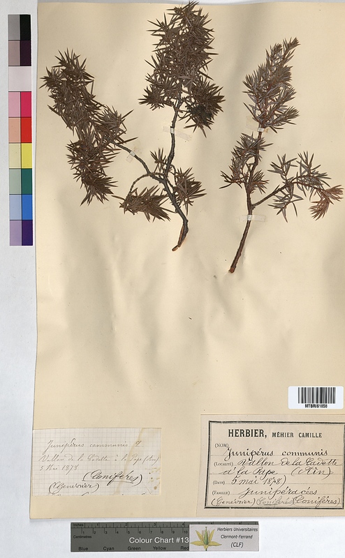Juniperus communis (Cupressaceae)