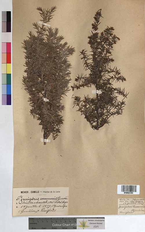Juniperus communis (Cupressaceae)