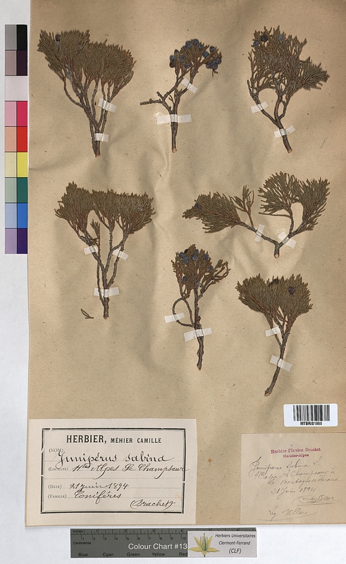 Juniperus sabina (Cupressaceae)