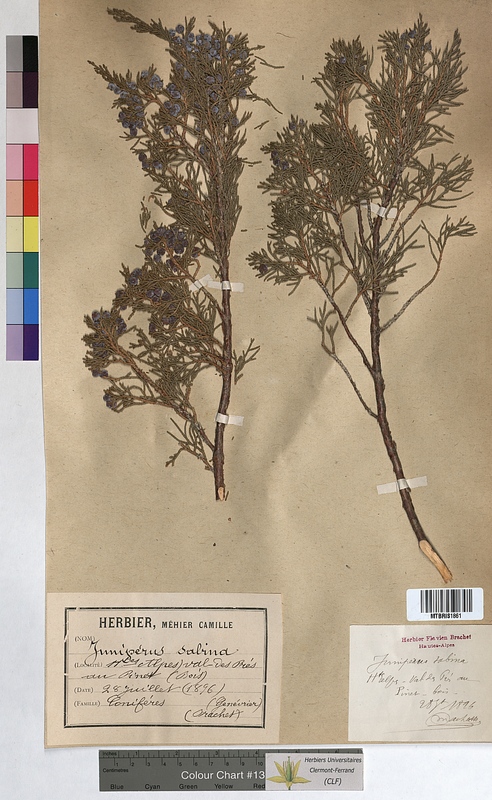 Juniperus sabina (Cupressaceae)