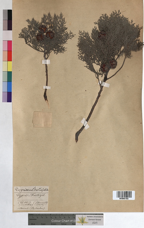 Juniperus fastigiata (Cupressaceae)